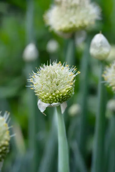 Pskem onion flower - Latin name - Allium pskemense