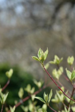 Silver and Gold Red-osier Dogwood branch with new leaves and flower buds - Latin name - Cornus sericea Silver and Gold clipart