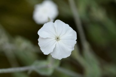 Beyaz gül karides - Latince adı - Silene coronaria Alba
