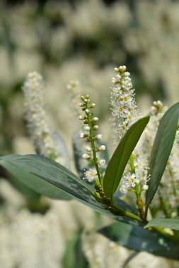 Çiçekli Laurel kiraz dalı - Latince adı - Prunus laurocerasus