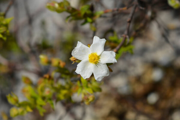 Narrow-leaved cistus white flower - Latin name - Cistus monspeliensis