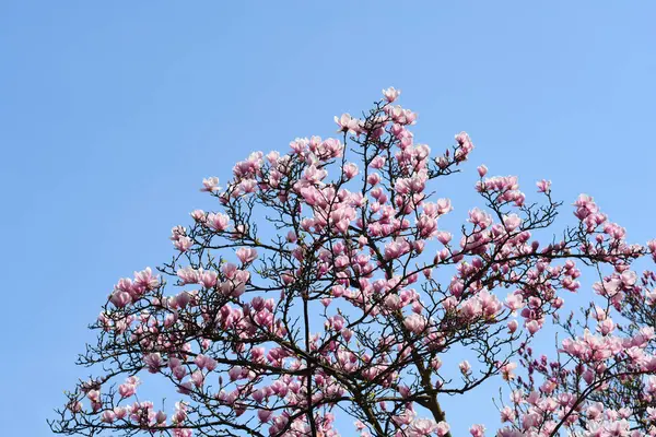 Magnolia tree branches with flowers against blue sky - Latin name - Magnolia x soulangeana