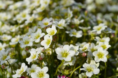 Yosunlu Saxifrage Beyaz çiçekler - Latince adı - Saxifraga x arendsii