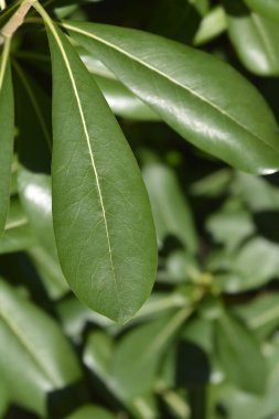 Sahte Portakal yaprakları - Latince adı - Pittosporum tobira