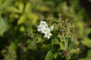 Japon beyaz spirea çiçekleri ve tohumları - Latince adı - Spiraea japonica Albiflora