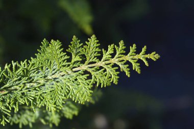 Hinoki servisi Dilatush - Latince adı Chamaecyparis obtusa Dilatush