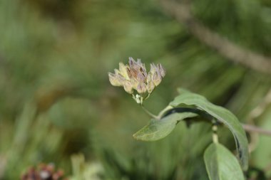 Mavi Sakal tohumları - Latince adı - Caryopteris x Clandonensis