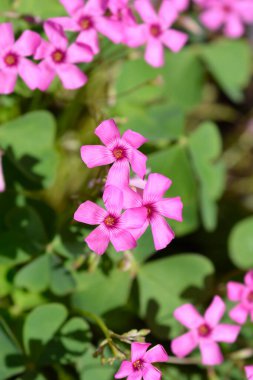 Pembe ağaçtan kuş çiçekleri - Latince adı - Oxalis articulata