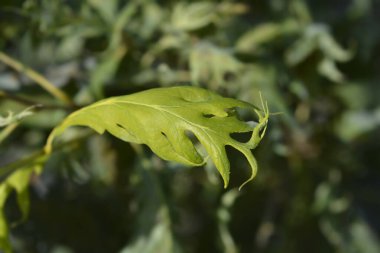 Oak Miky gidiyor - Latince adı - Quercus Robur Miky