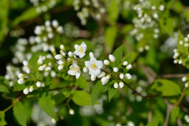 Beyaz çiçekli Lemoine Deutzia dalı - Latince adı - Deutzia x lemoinei