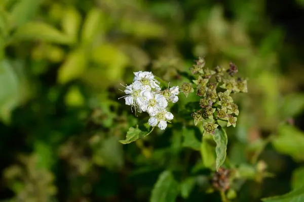 Japanese White Spirea Flowers Seeds Latin Name Spiraea Japonica Albiflora — Stock Photo, Image