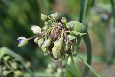 Ohio Spiderwort çiçek tomurcukları - Latince adı - Tradescantia ohiensis