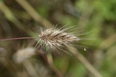 Dikenli köpek otu - Latince adı - Cynosurus echinatus