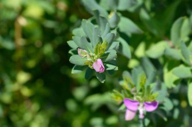 Myrtle yapraklı milkwort çiçeği tomurcukları - Latince adı - Polygala myrtifolia