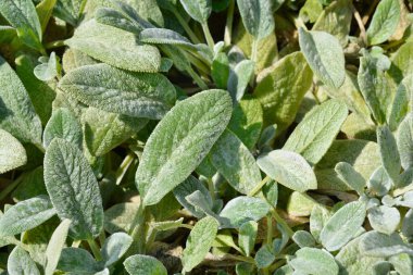 Kuzu kulakları Gümüş Halı yaprakları - Latince adı - Stachys byzantina Gümüş Halı