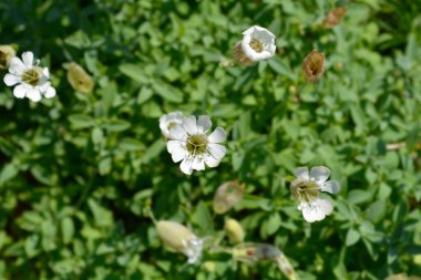 Deniz kampüsü beyaz çiçekleri - Latince adı - Silene uniflora