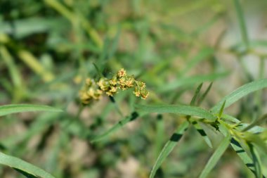 Tarhun çiçekleri - Latince adı - Artemisia dracunculus