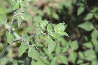 Meksika domates yaprakları ve çiçekler - Latince adı - Physalis coztomatl