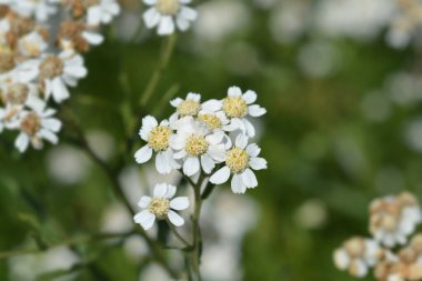 Sneezewort yarrow white flowers - Latin name - Achillea ptarmica clipart