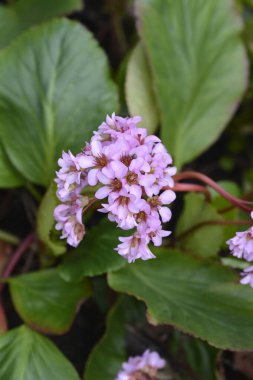 Fil kulağı çiçekleri - Latince adı - Bergenia crassifolia