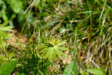 Kış asonit tohumları - Latince adı - Eranthis hyemalis