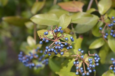 Mavi böğürtlenli Laurustinus şubesi - Latince adı Viburnum tinus
