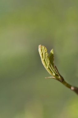 Yeni yaprakları olan İran demirağacı dalı - Latince adı - Parrotia persica