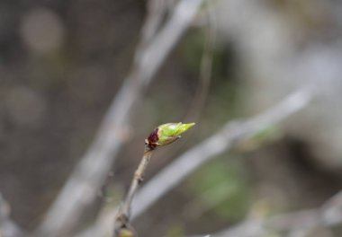 Alpine Honeysuckle branch with new leaves - Latin name - Lonicera alpigena clipart