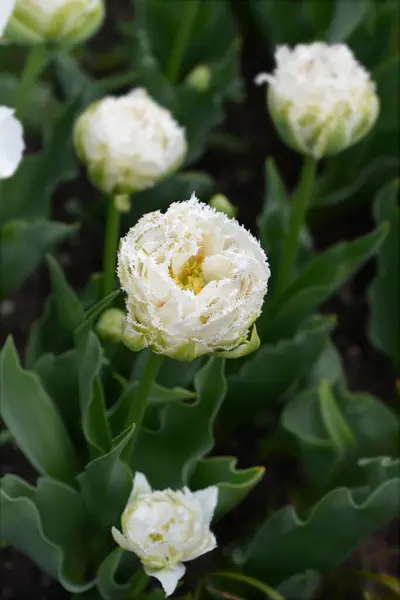 Λευκό Λουλούδι Διπλής Όψιμης Τουλίπας Latin Name Tulipa Snow Crystal — Φωτογραφία Αρχείου