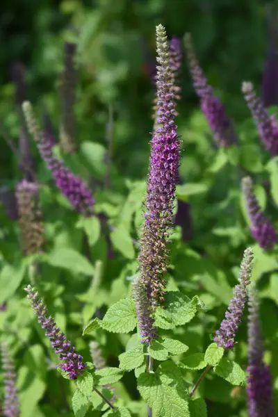 İran Alman çiçeği - Latince adı - Teucrium hircanicum