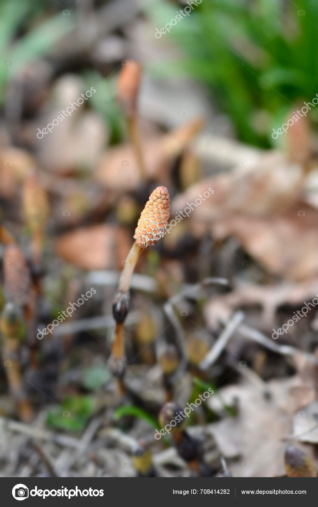 Common Horsetail Spore Cone Latin Name Equisetum Arvense — Stock Photo