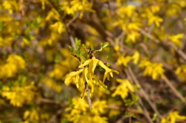 Ağlayan sarı çiçekler - Latince adı - Forsythia asması