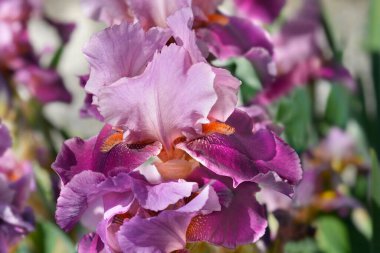 Tall bearded iris flower - Latin name - Iris barbata elatior Camelot Rose clipart