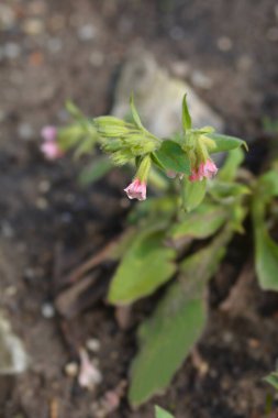 Kırmızı akciğer otu çiçekleri - Latince adı - Pulmonaria rubra