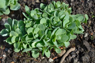 Yeni yapraklar - Latince adı - Hylotelephium Spectabile Lisa