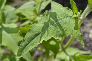 Kanarya adası adaçayı yaprakları - Latince adı - Salvia kanaryası