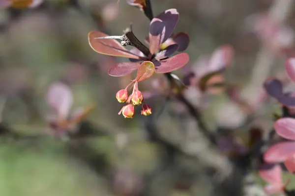紫色の日本のバーベリーの花の芽 ラテン名 ベルベリス トゥンベルギ — ストック写真