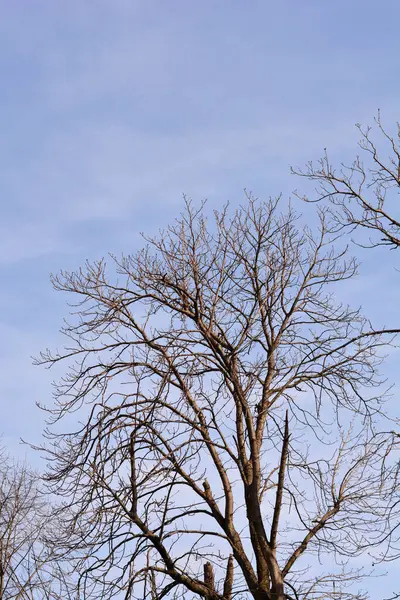普通的马栗子枝 叶芽在蓝天的映衬下生长 拉丁文名 — 图库照片