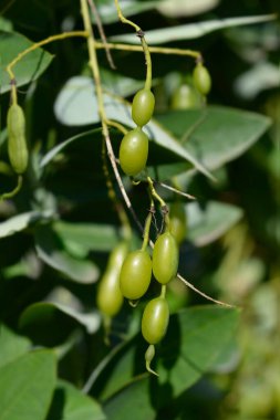 Ağlayan Japon pagoda ağacı meyvesi - Latince adı - Sophora japonica pendula