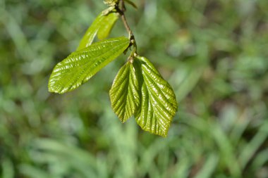 Yeni yaprakları olan İran demirağacı dalı - Latince adı - Parrotia persica
