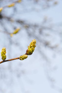American sweetgum branch with flower buds - Latin name - Liquidambar styraciflua clipart