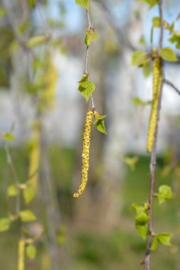 Yeni yaprakları ve çiçekleri olan huş dalları - Latince adı - Betula pendula