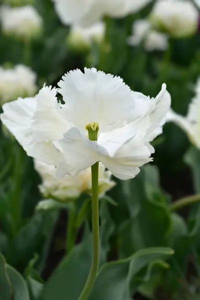 Λευκό Λουλούδι Τουλίπας Παπαγάλου Λατινική Ονομασία Tulipa Super Parrot — Φωτογραφία Αρχείου