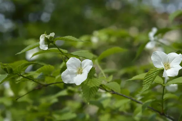 Black jet-bead branch with flowers - Latin name - Rhodotypos scandens