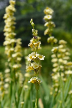 Pale Yellow-eyed Grass flowers - Latin name - Sisyrinchium striatum clipart