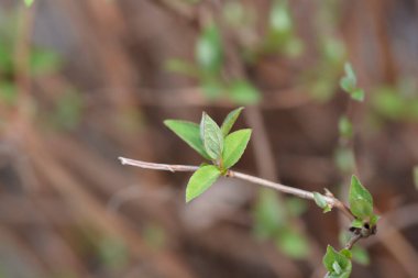 Yeni yaprakları olan tüylü Deutzia şubesi - Latince adı - Deutzia scabra Flore Pleno