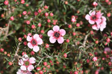 Çay Ağacı kült pembe çiçekler - Latince adı - Leptospermum scoparium