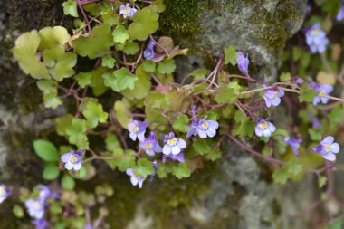 Kenilworth Ivy küçük çiçekleri - Latince adı - Cymbalaria muralis