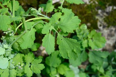 Greater celandine leaves - Latin name - Chelidonium majus clipart