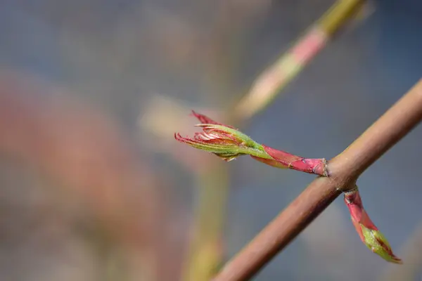 新しい葉を持つ日本のメープルブランチ ラテン名 アーサーパラマトムカスケードエメラルド — ストック写真